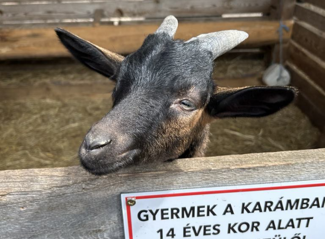 Barka Állatsimogató 2025